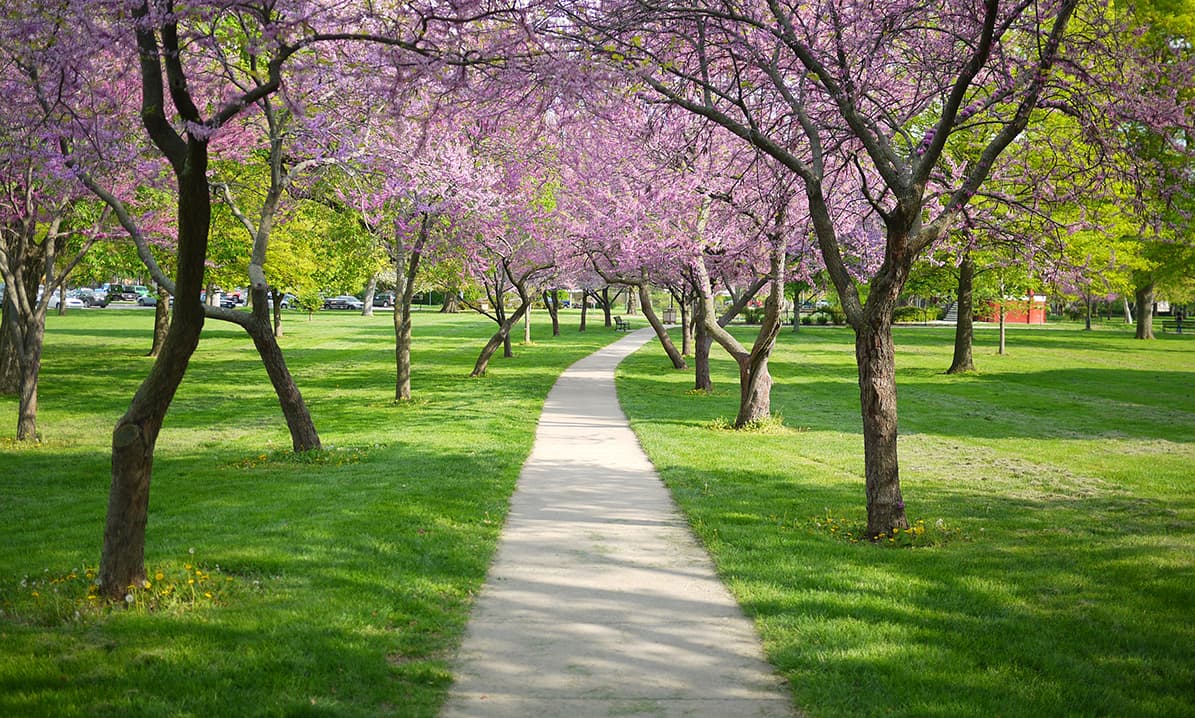 Spring in West Lawrence